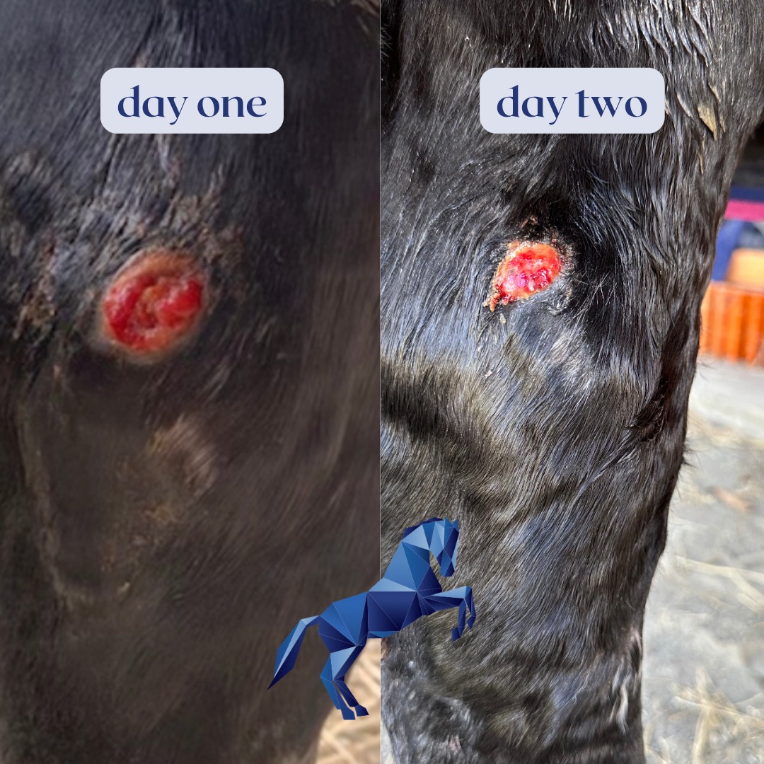 Rapid Healing for Mare's Hock Wound